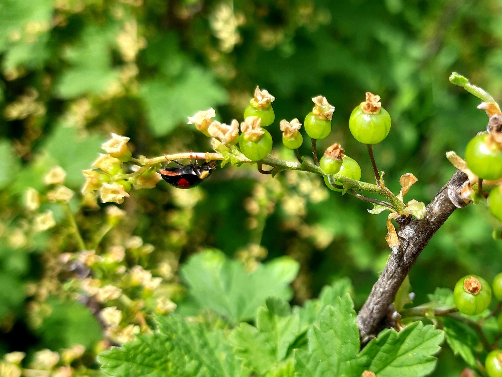 Bugs - My, Insect, Insects, Macro photography, Longpost