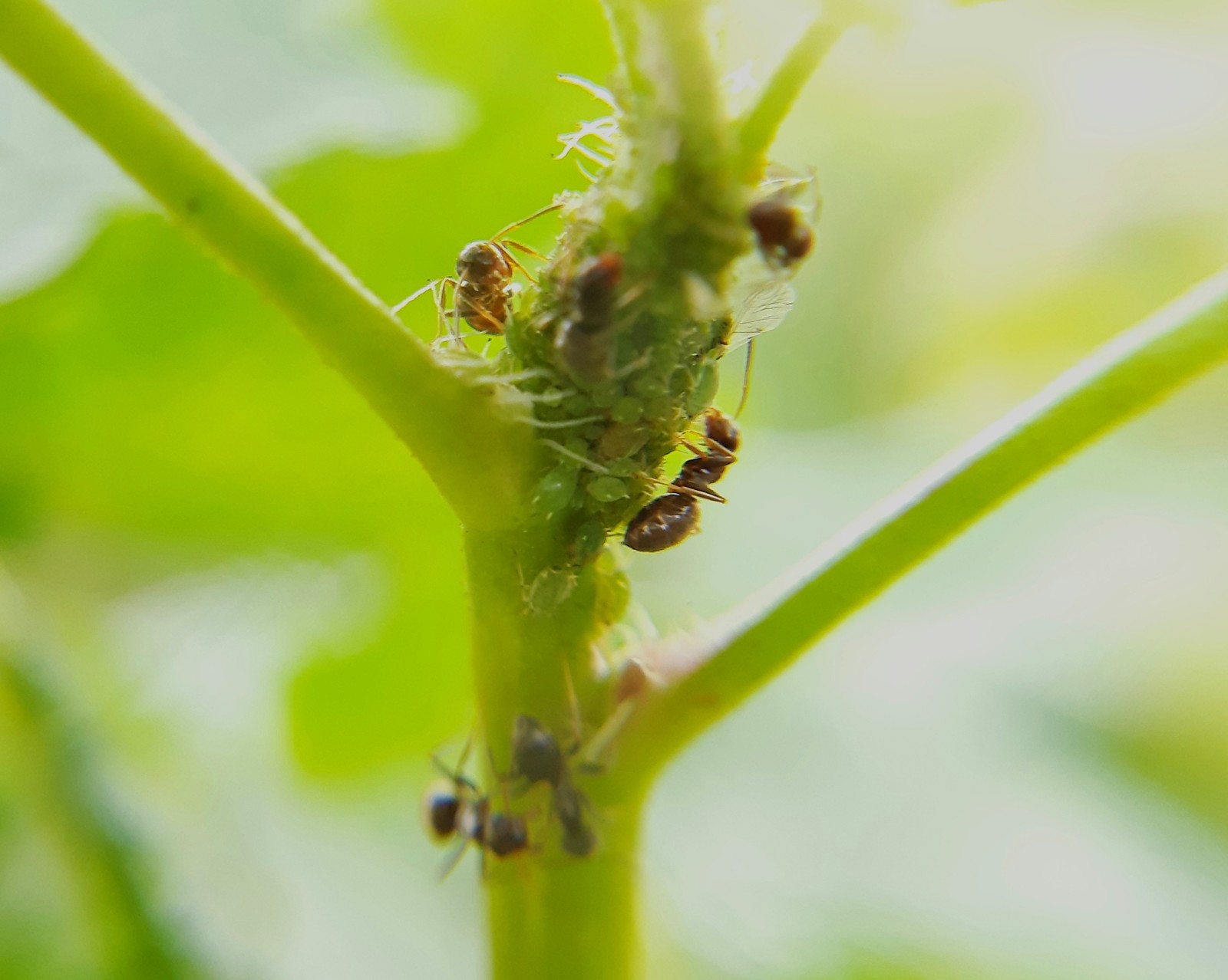 Bugs - My, Insect, Insects, Macro photography, Longpost