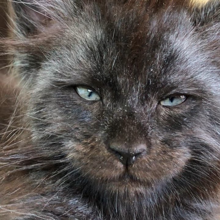 A cat with a human face. - cat, Maine Coon, Catomafia, Longpost