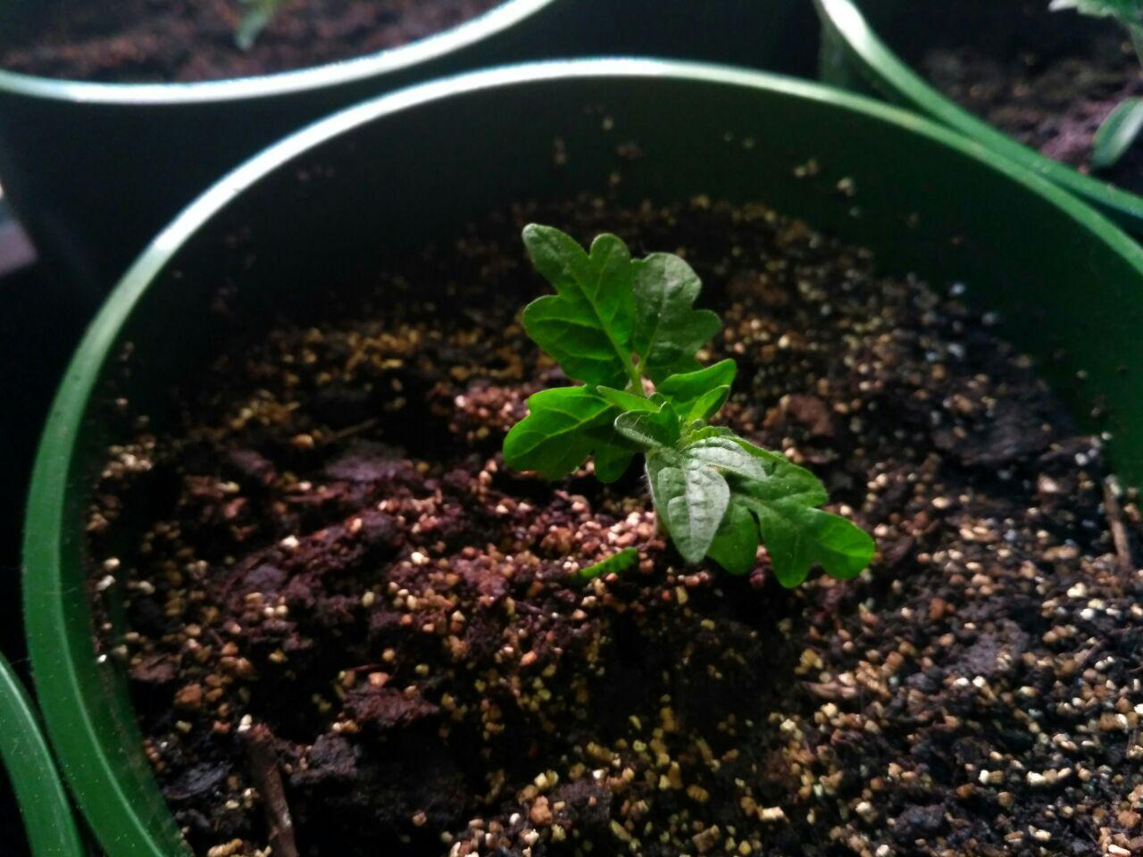 Cherry tomatoes: growing on the balcony - My, Plants, Houseplants, Growing, Cherry tomatoes, Vegetable garden on the windowsill, Longpost