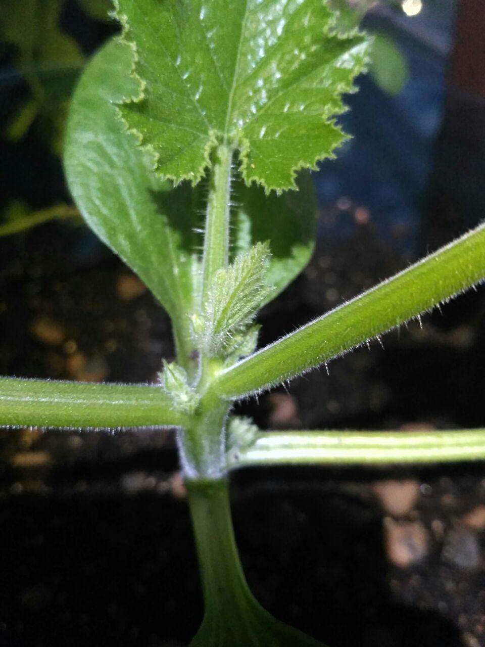 Cherry tomatoes: growing on the balcony - My, Plants, Houseplants, Growing, Cherry tomatoes, Vegetable garden on the windowsill, Longpost