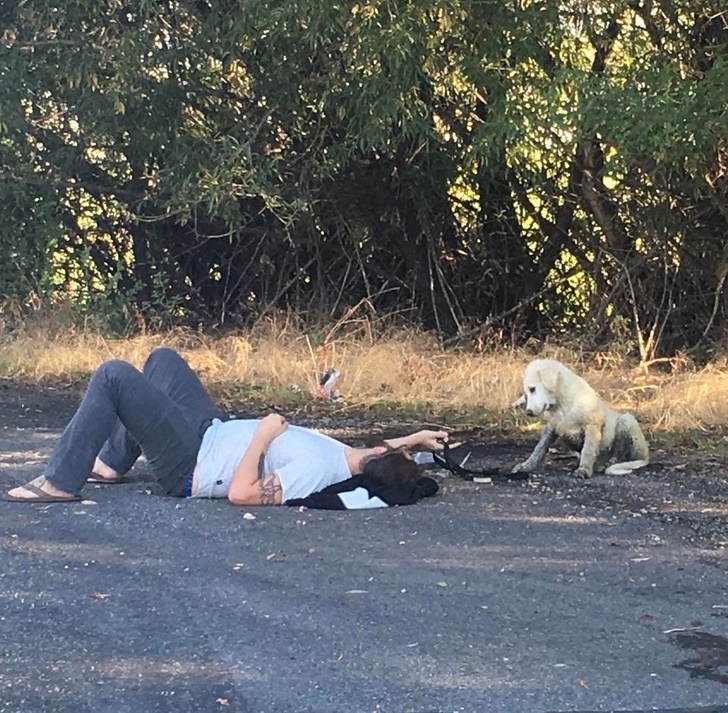 The guy is trying to persuade the lost girl to come with us. And so that he began to trust us, he decided to lie on his back and show him his tummy. - Translation, Puppies, Lost, Dog