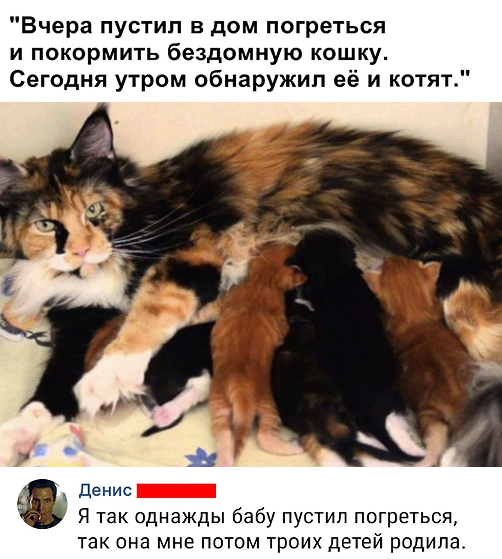 Троянский кот | Пикабу
