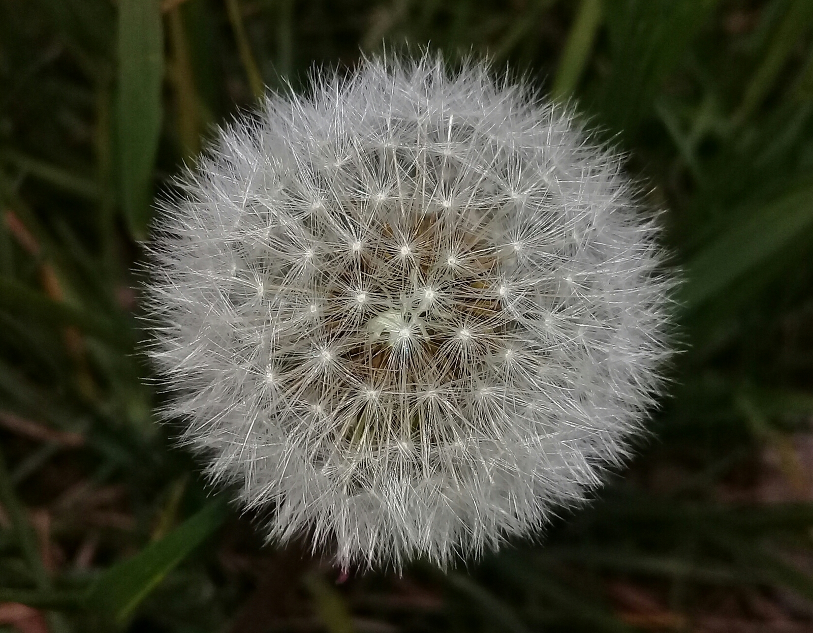 Soon to fly - My, Dandelion, Seeds