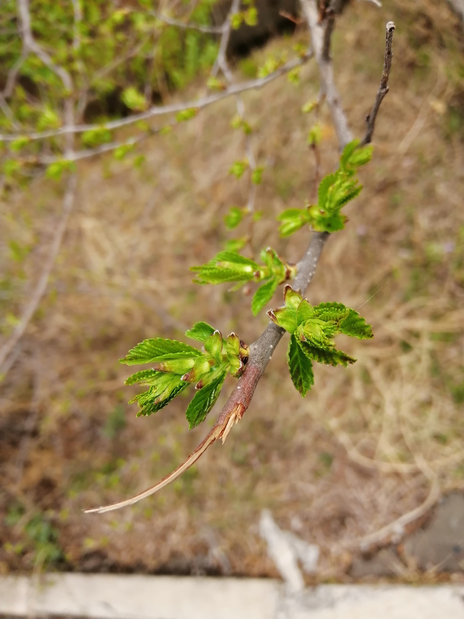 A little spring - My, Komsomolsk-on-Amur, The photo, Mobile photography, Spring, Longpost