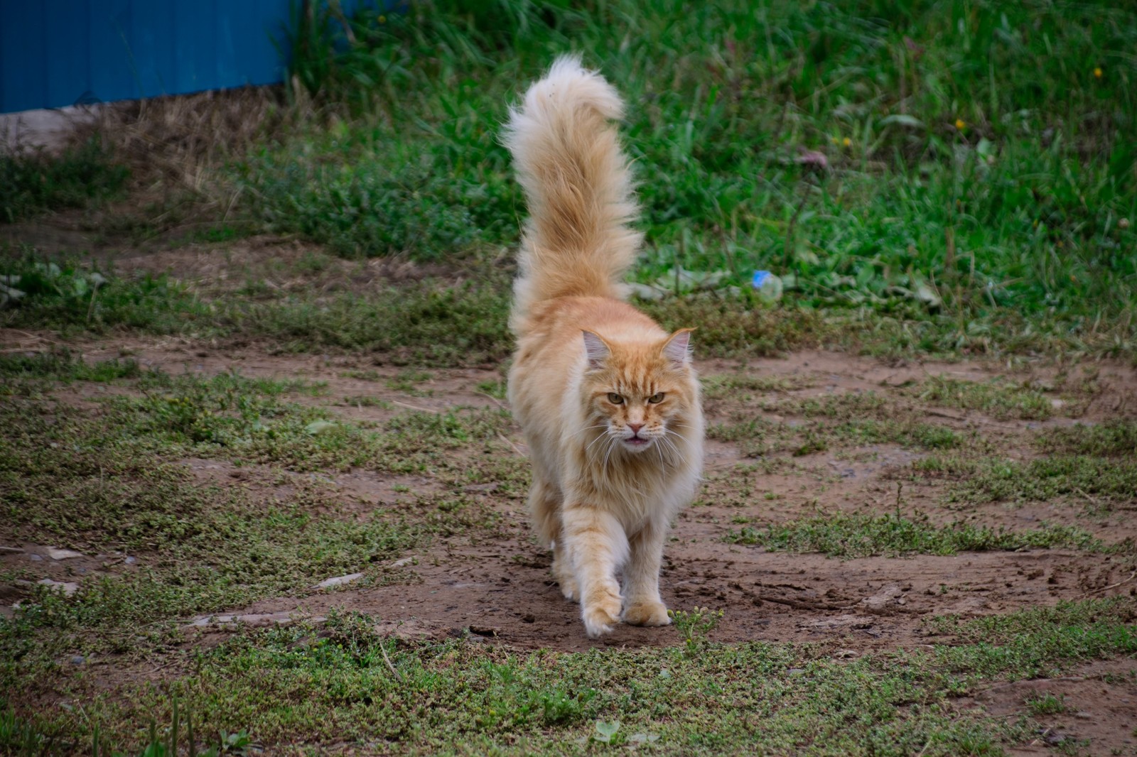 MiniTiger - My, cat, Maine Coon, Catomafia, Longpost