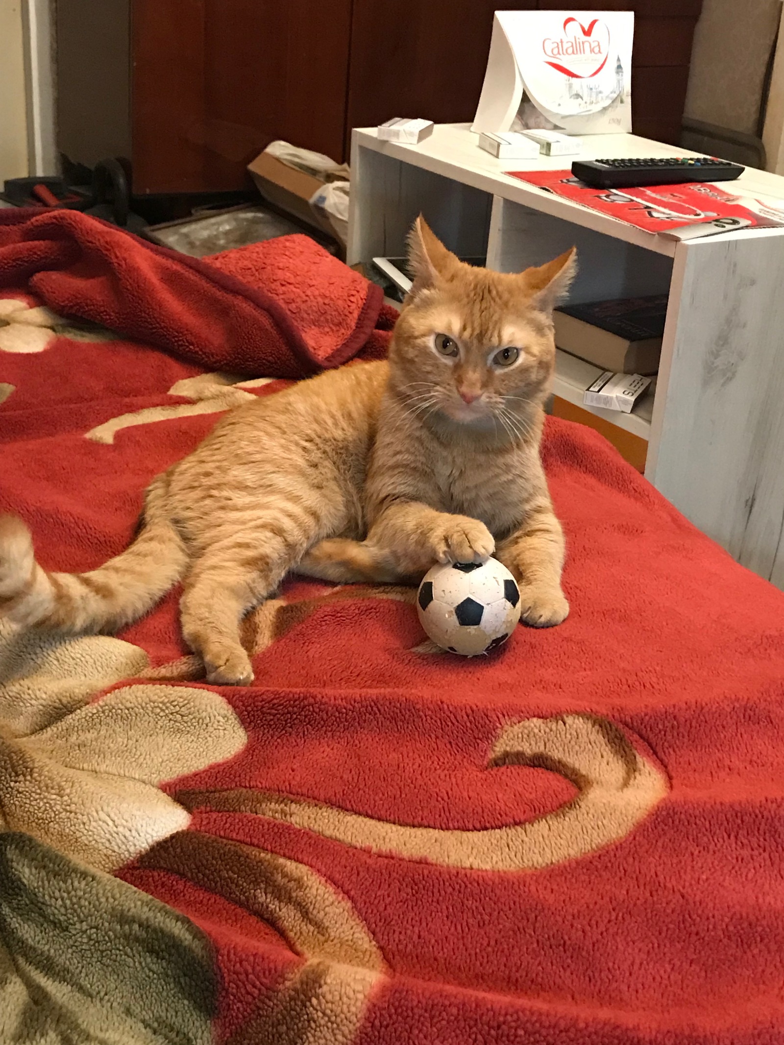 Kitty in your tape - My, cat, Football, Lucky shot, Lucky moment