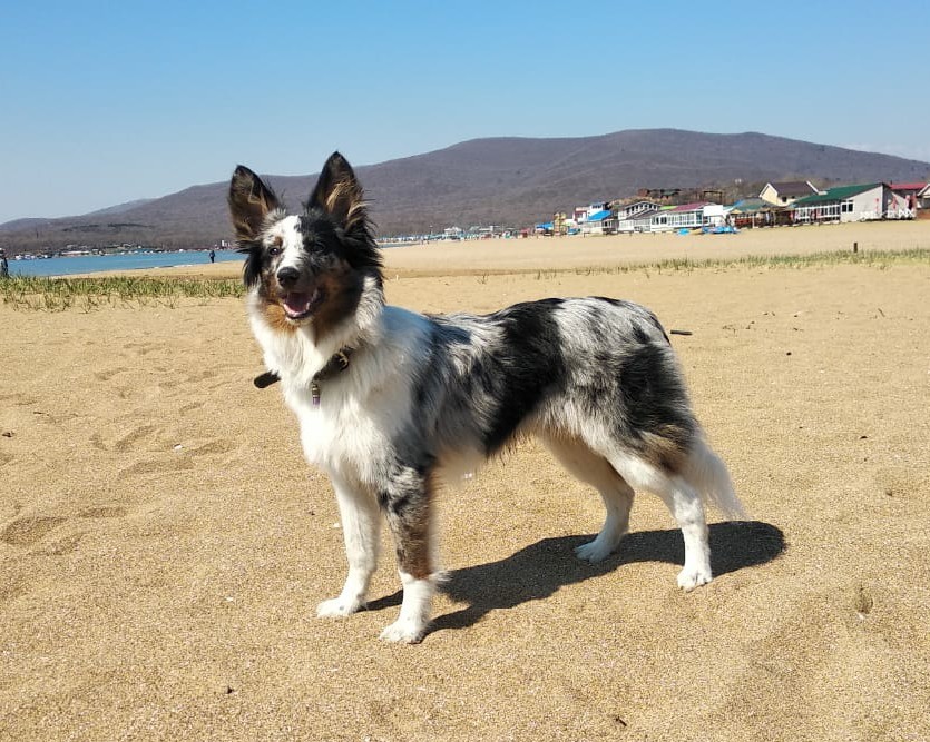 A little daily happiness. - My, Dog, Border Collie, Walk, Milota, Longpost