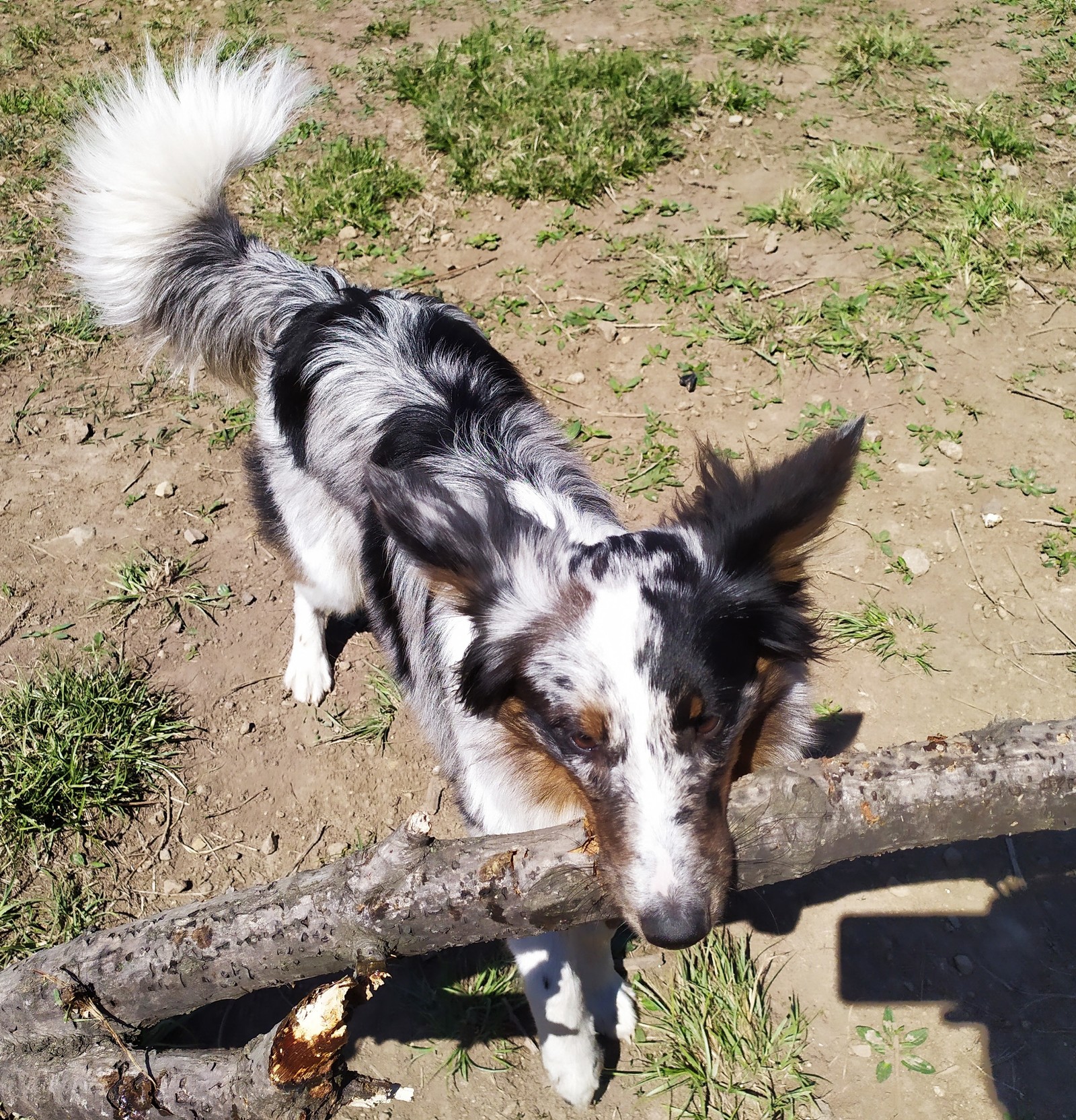 A little daily happiness. - My, Dog, Border Collie, Walk, Milota, Longpost