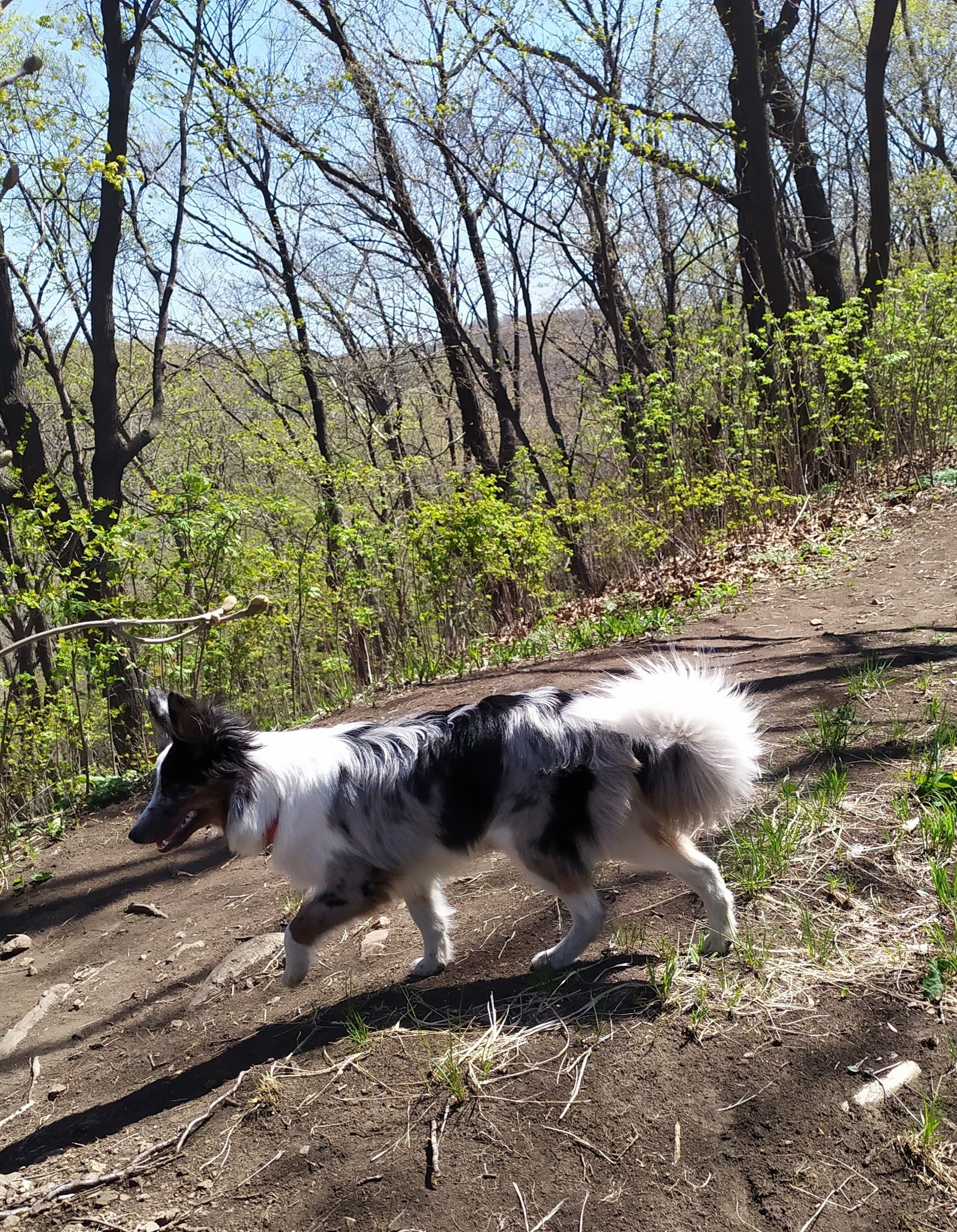 A little daily happiness. - My, Dog, Border Collie, Walk, Milota, Longpost