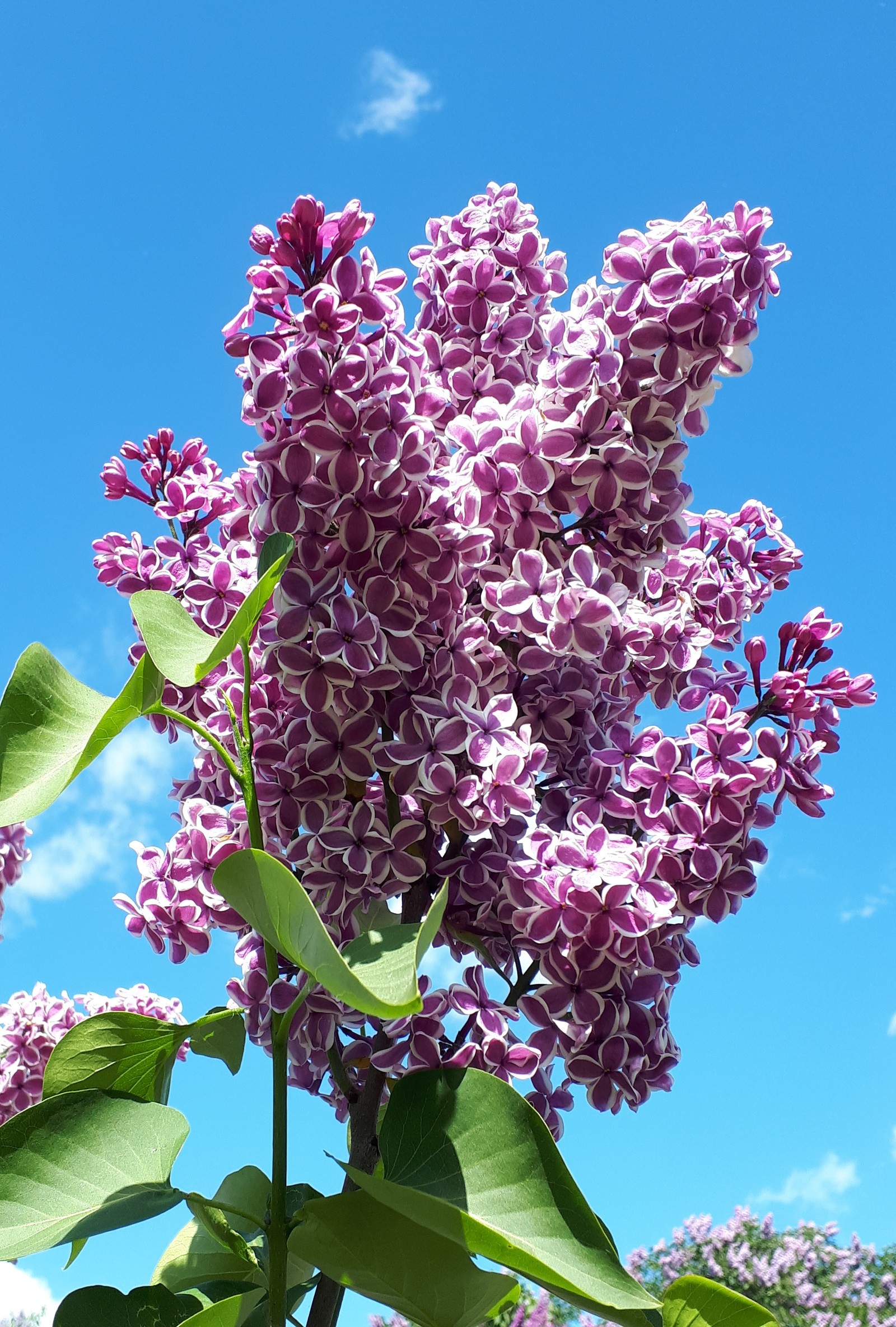 Lilac - My, Lilac, , Longpost