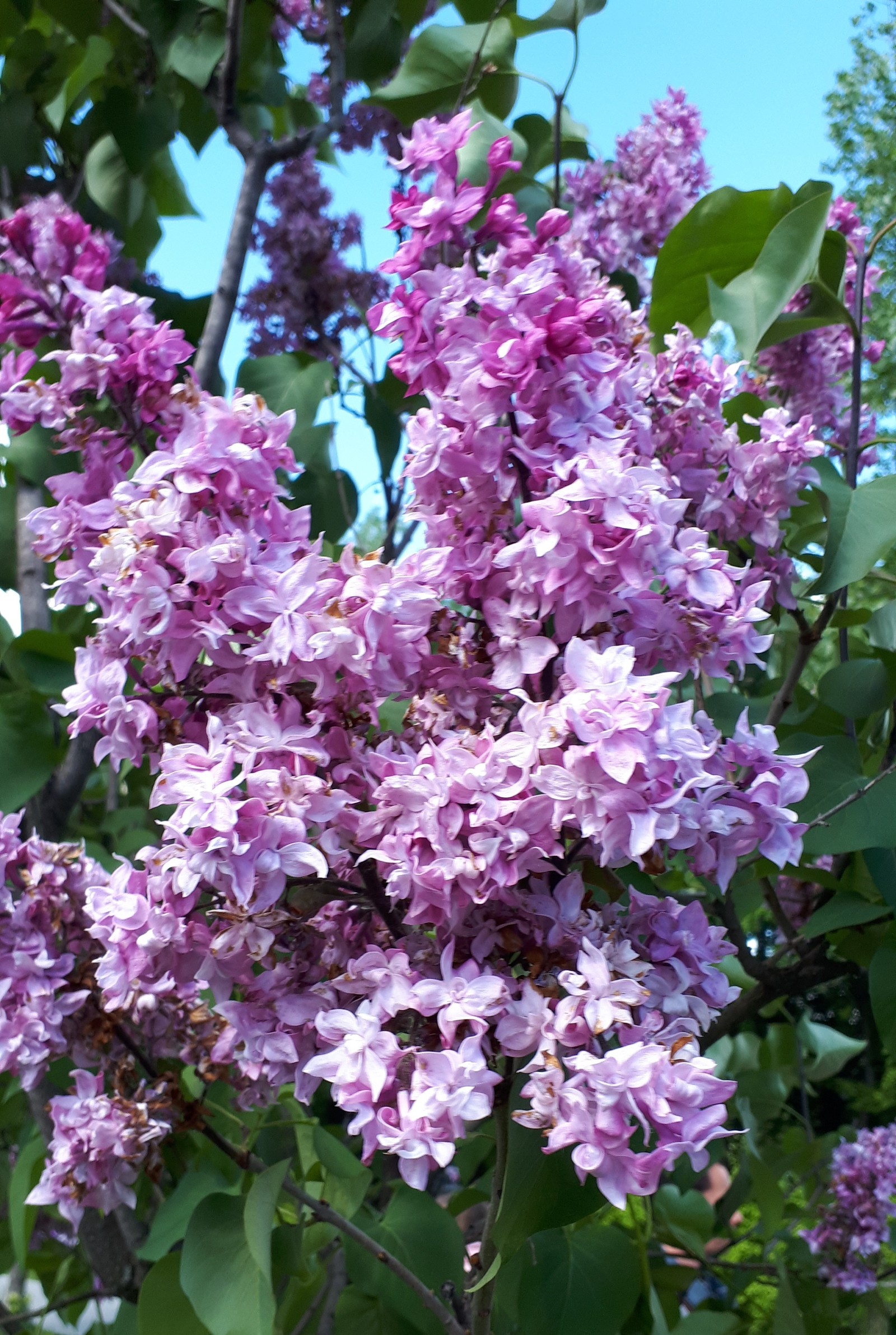 Lilac - My, Lilac, , Longpost