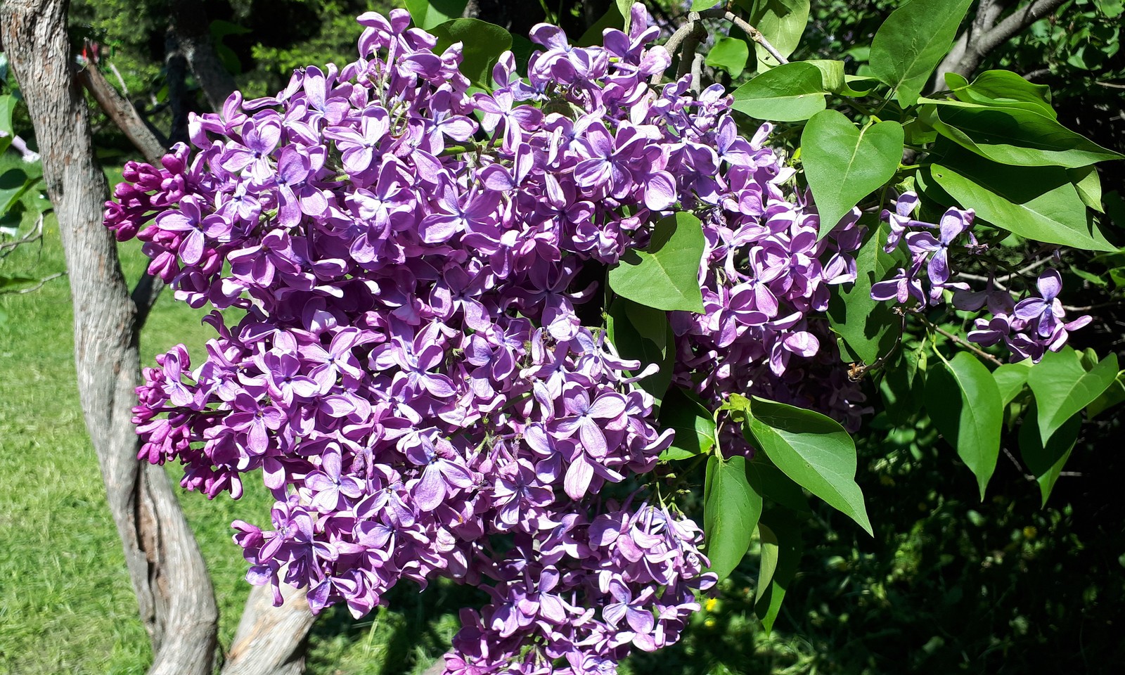 Lilac - My, Lilac, , Longpost