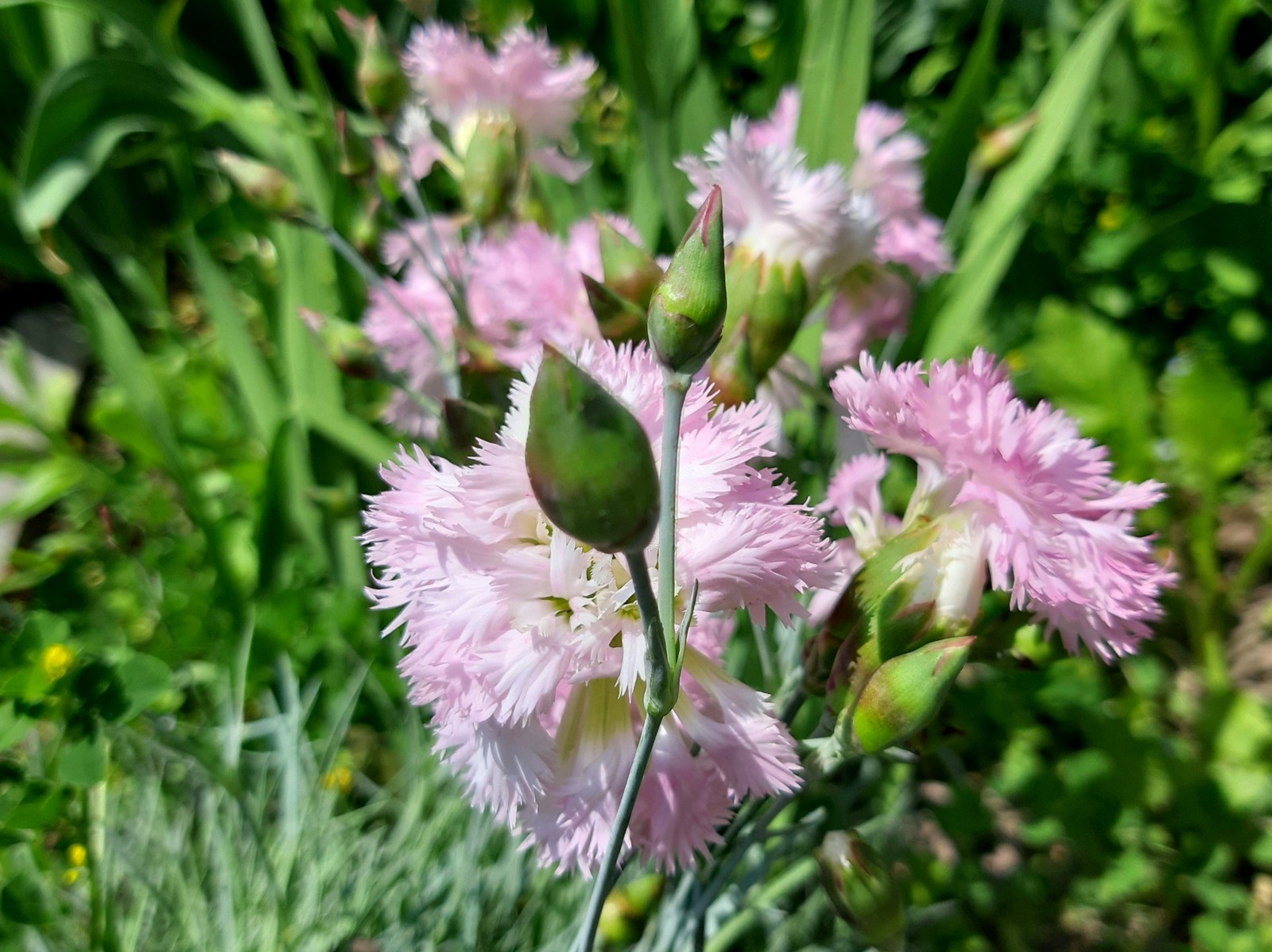 pink feathers - My, Carnation, Bloom, Spring, Longpost