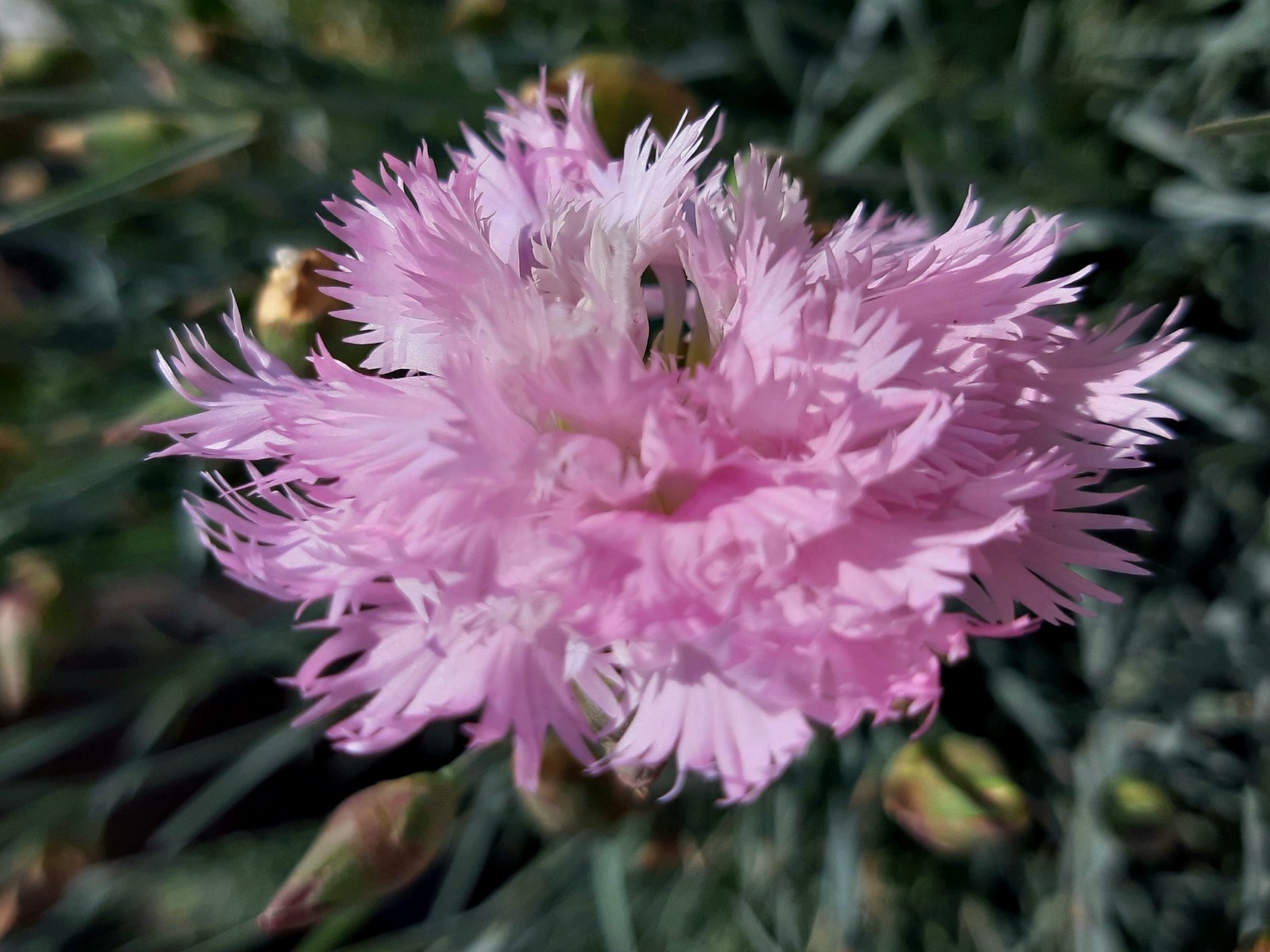 pink feathers - My, Carnation, Bloom, Spring, Longpost