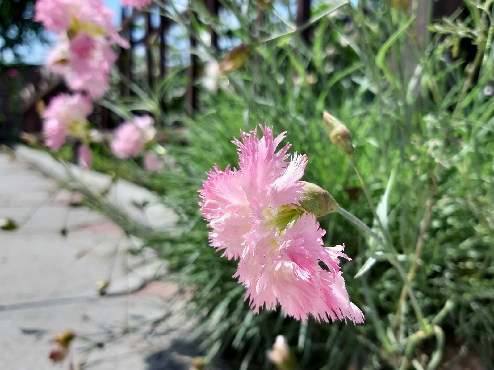 pink feathers - My, Carnation, Bloom, Spring, Longpost