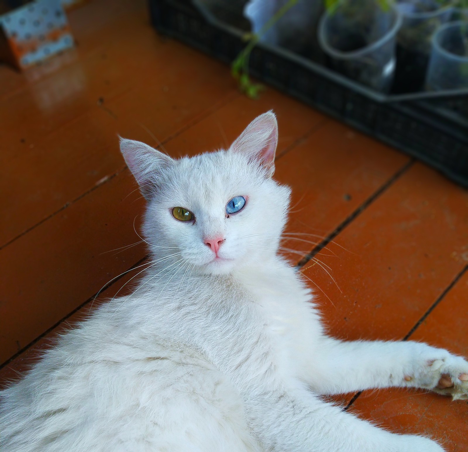 Cat Push - My, cat, Heterochromia, Milota