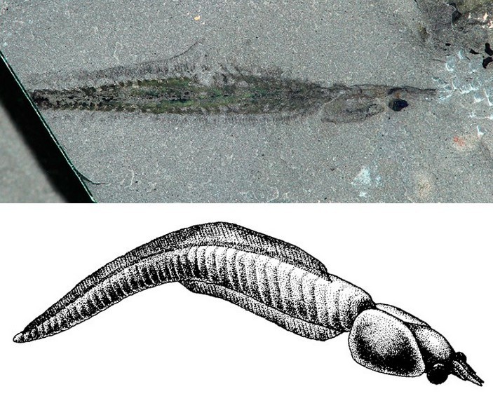 Mysterious Nectocaris - The science, Paleontology, Invertebrates, Cambrian, Cephalopods, Copy-paste, Elementy ru, Longpost