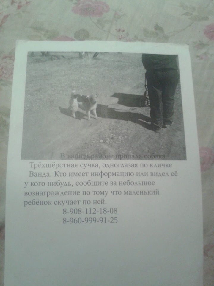 Stolen fox terrier Wanda meets her owners by chance after 5 years - Omsk, Dog, , From the network, Longpost, Found things