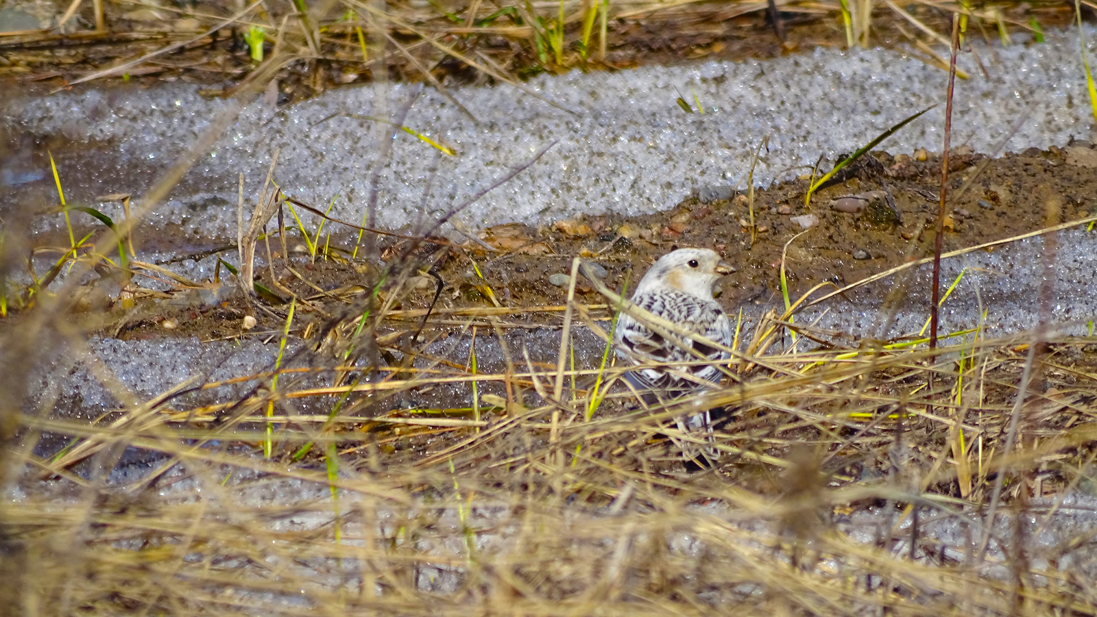 Bunting males - My, Birds, Ornithology, Biology, Podkamennaya Tunguska, Siberia