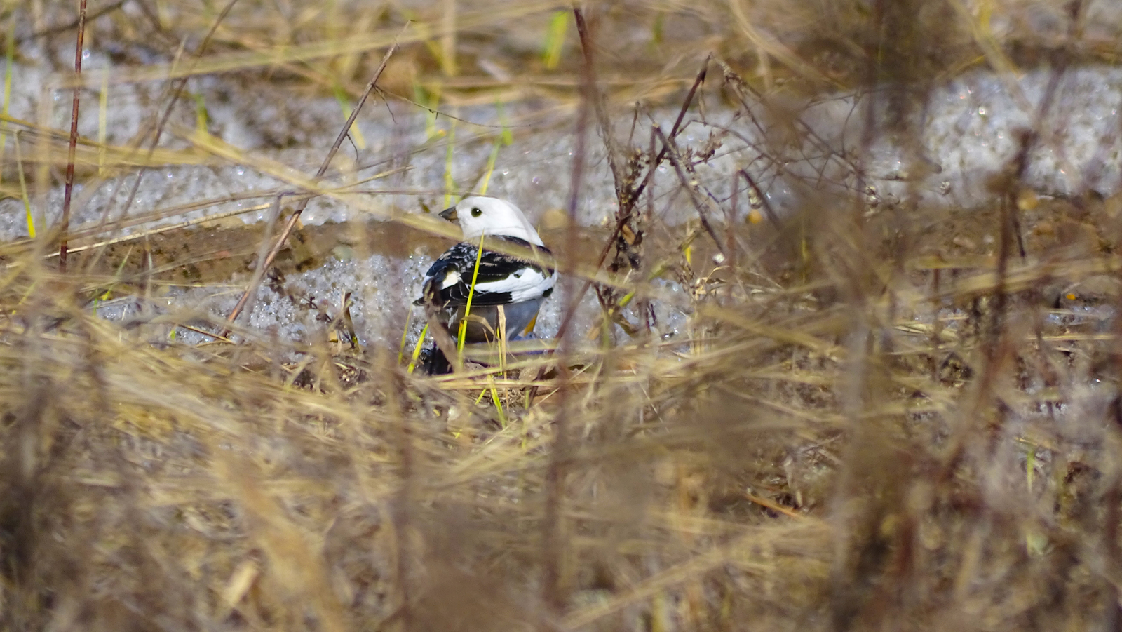 Bunting males - My, Birds, Ornithology, Biology, Podkamennaya Tunguska, Siberia