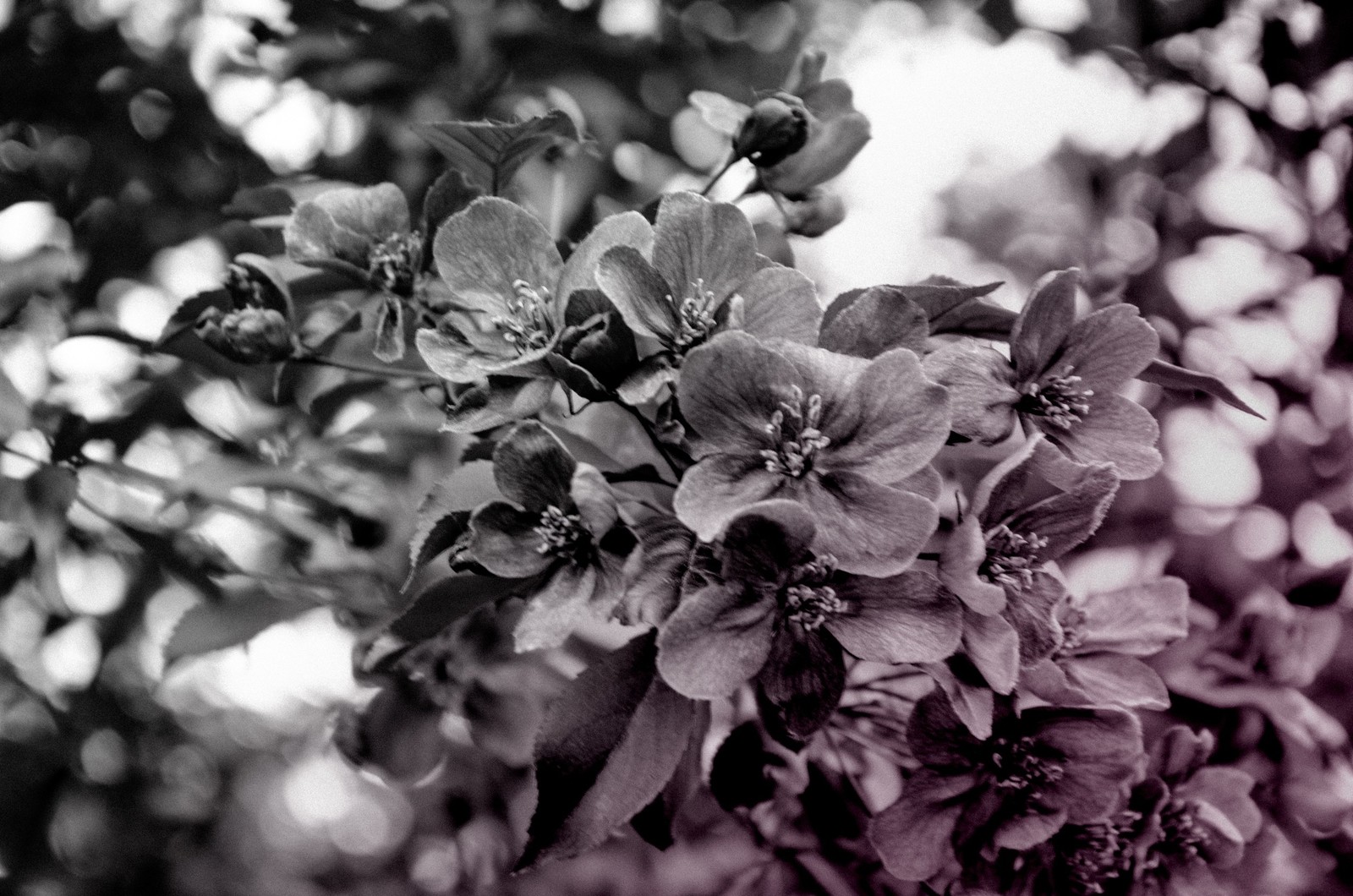 Spring - My, Spring, Landscape, Nature, Apple tree, Bloom, Longpost