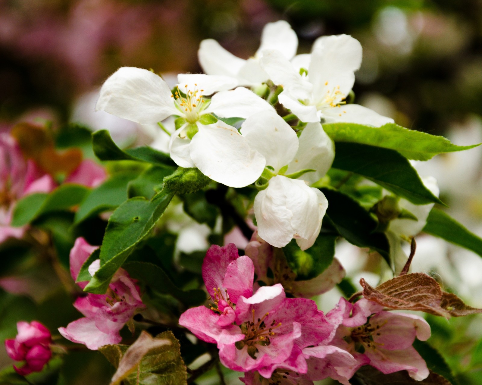 Spring - My, Spring, Landscape, Nature, Apple tree, Bloom, Longpost