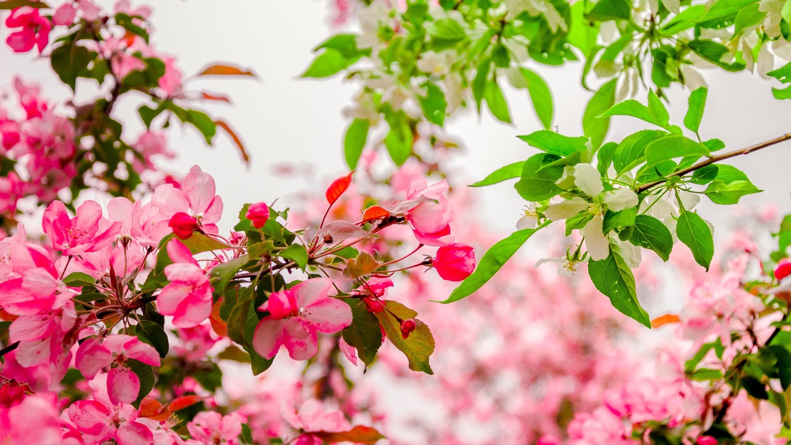 Spring - My, Spring, Landscape, Nature, Apple tree, Bloom, Longpost