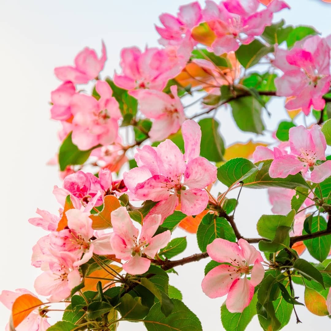 Spring - My, Spring, Landscape, Nature, Apple tree, Bloom, Longpost