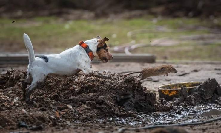 Chase - Погоня, Dog, Rat, The photo