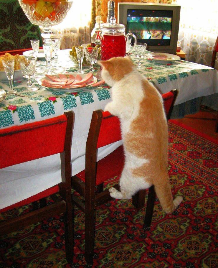 This thrilling moment - cat, Steals, Sausage, Festive table