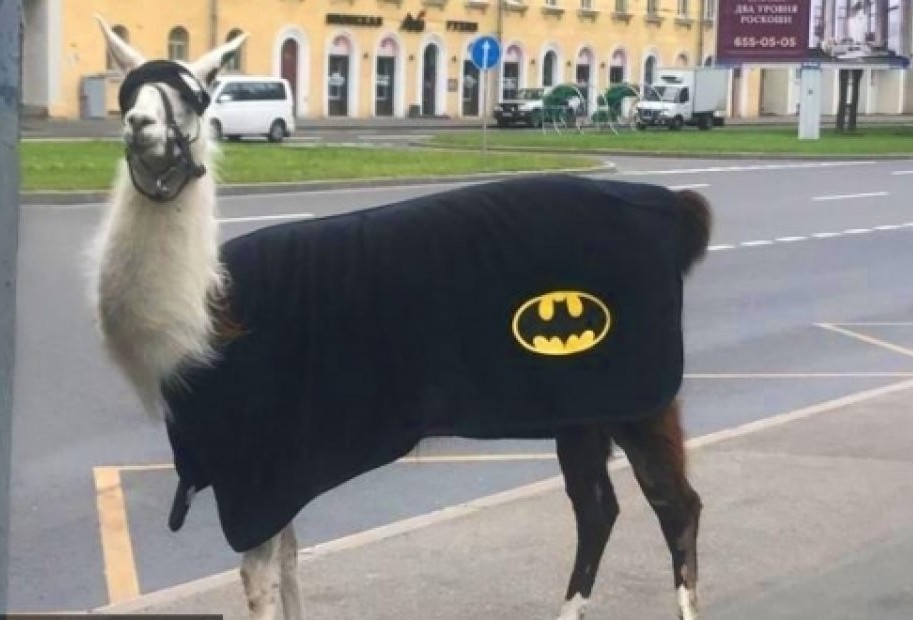 Regular Friday in St. Petersburg - Saint Petersburg, Batman, Unusual, Llama, Longpost