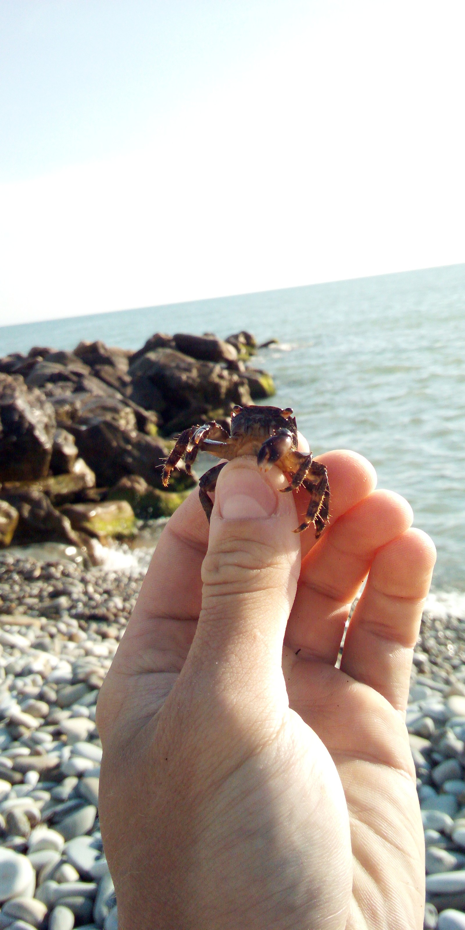 Crab, just a crab - My, Animals, Travels, Sea, The photo, Crab