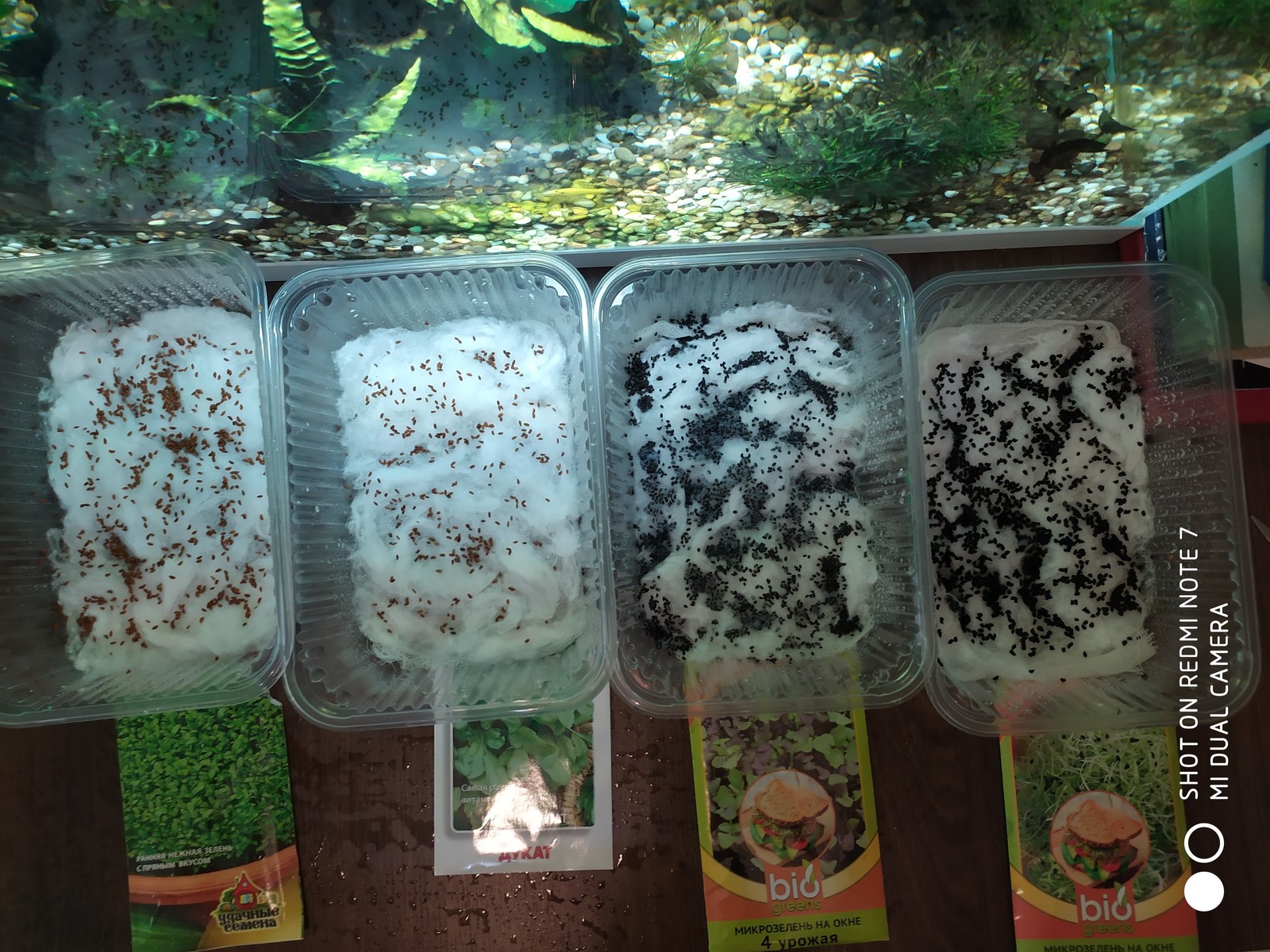 Microgreens (Microgreen) - My, Microgreens, Salad, Vegetable garden on the windowsill, Longpost