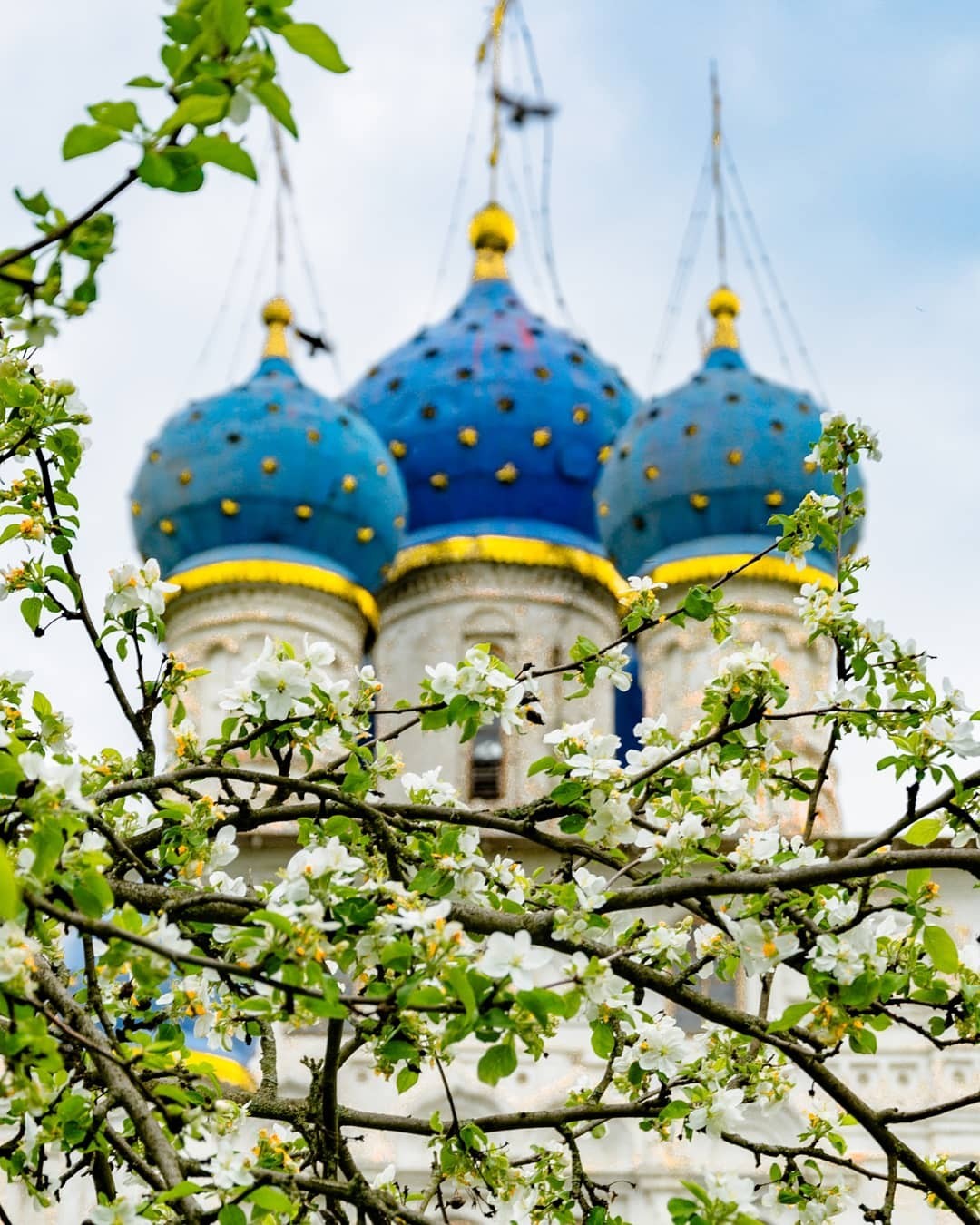 Цветение | Пикабу