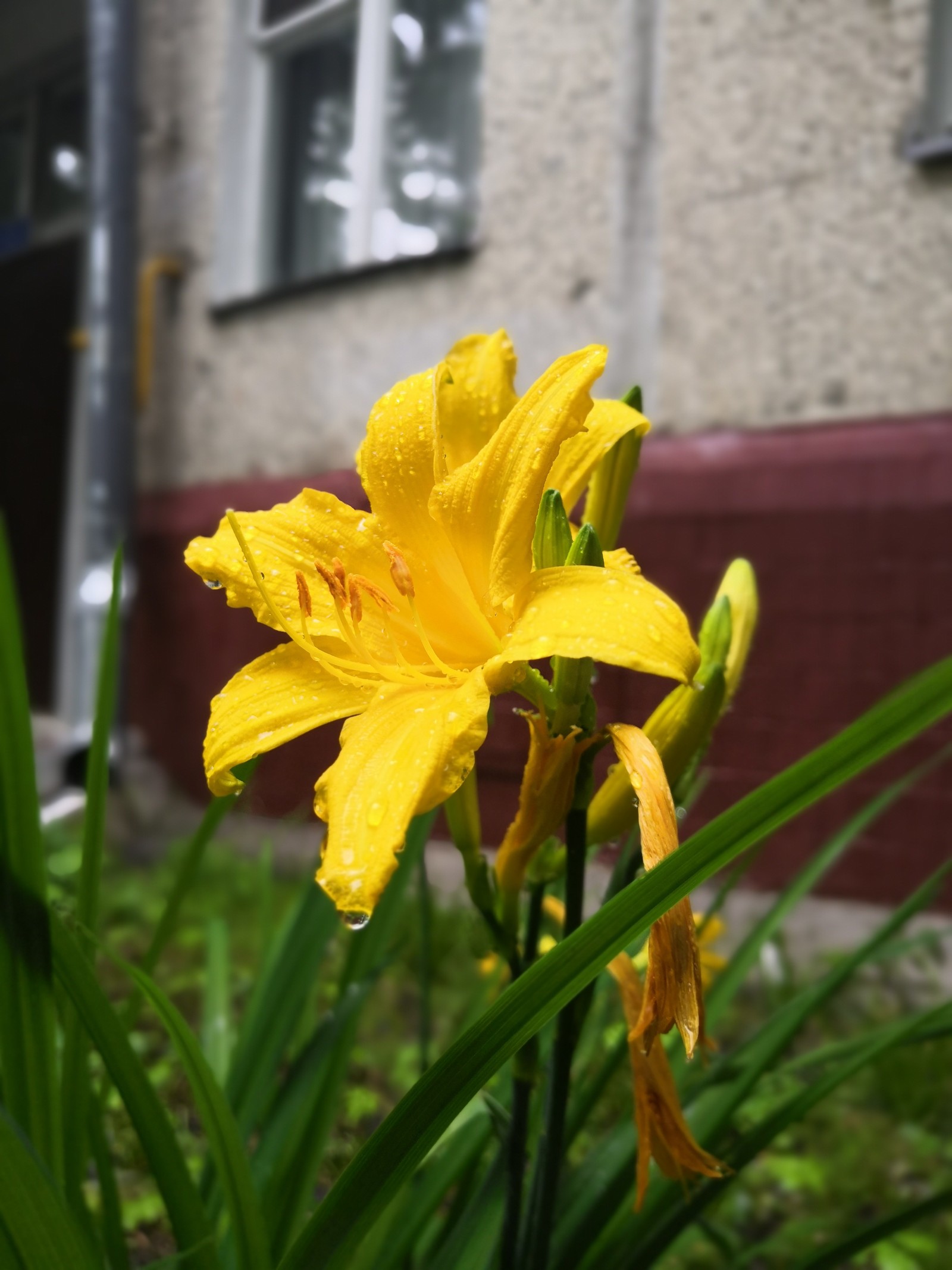 After the rain - My, The photo, Spring, Flowers, Honor 10, Irises, Lily, Longpost