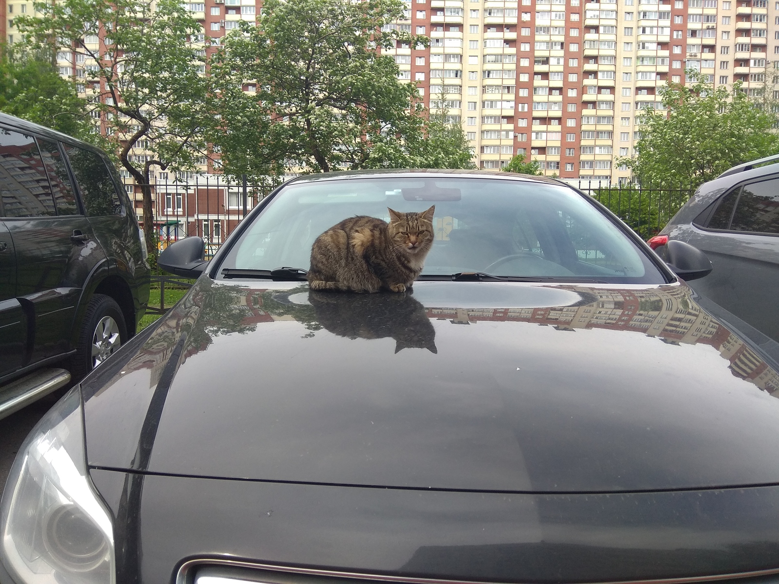 Who are you, I didn’t call you, go ... by - My, Saint Petersburg, Parking, Yards of St. Petersburg, cat, Courtyard