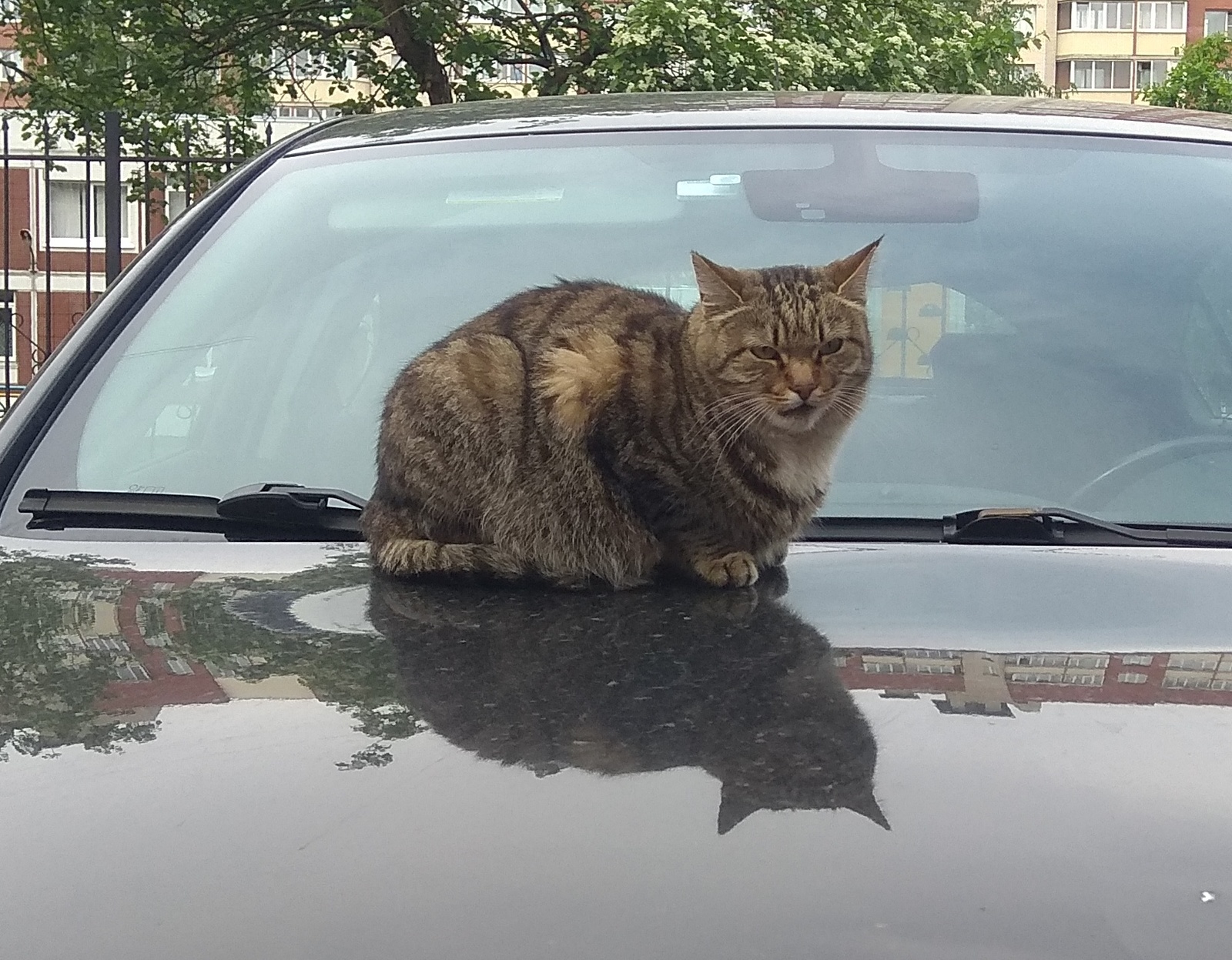 Who are you, I didn’t call you, go ... by - My, Saint Petersburg, Parking, Yards of St. Petersburg, cat, Courtyard