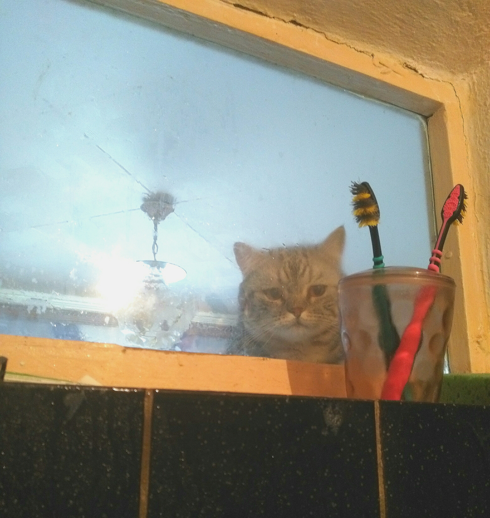 Why do you need a window in the bathroom. - My, cat, Scotsman, Bathroom, Curiosity