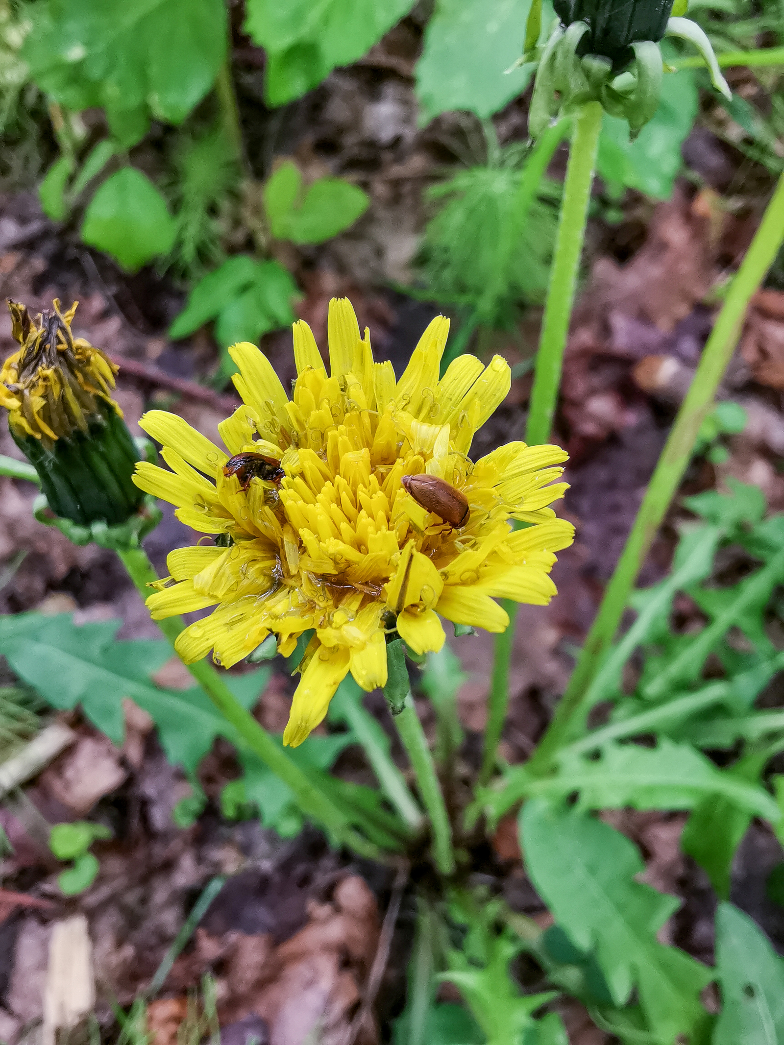 Macro - My, Macro, Flowers, Huawei mate 20, Longpost, Mobile photography, The photo, Macro photography