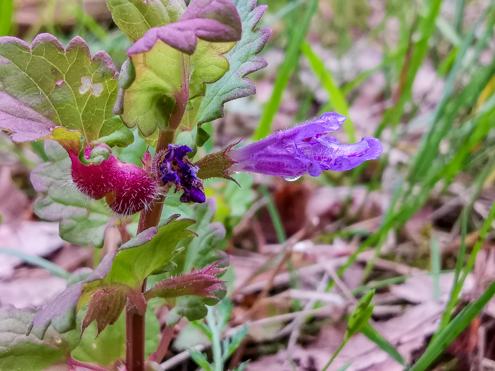 Macro - My, Macro, Flowers, Huawei mate 20, Longpost, Mobile photography, The photo, Macro photography