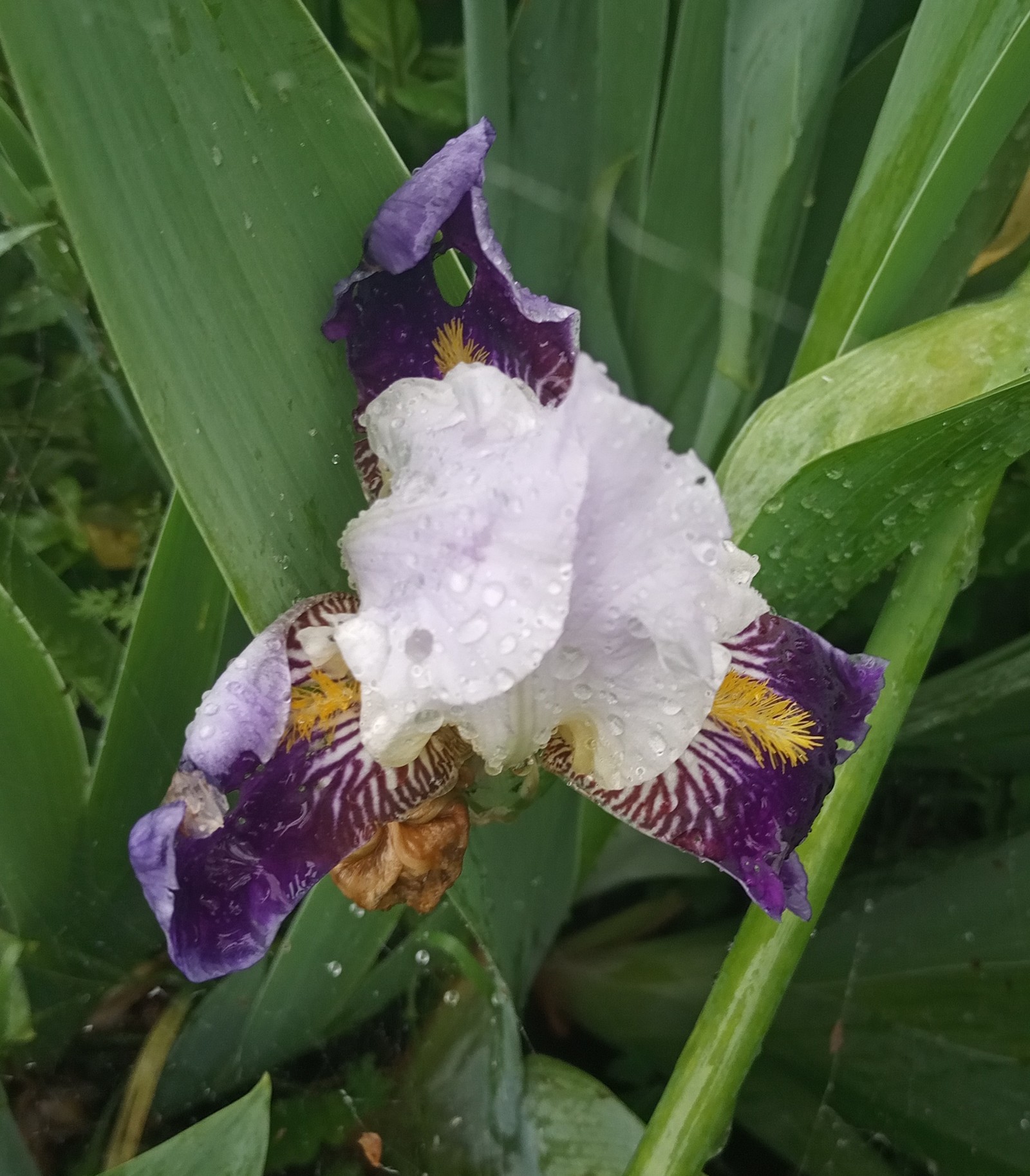 In the garden - My, Flowers, Garden, Longpost