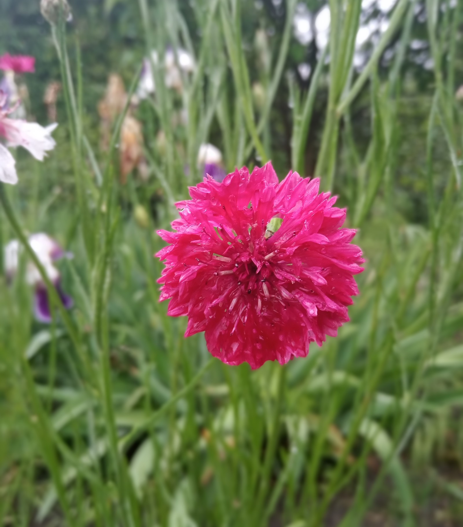 In the garden - My, Flowers, Garden, Longpost