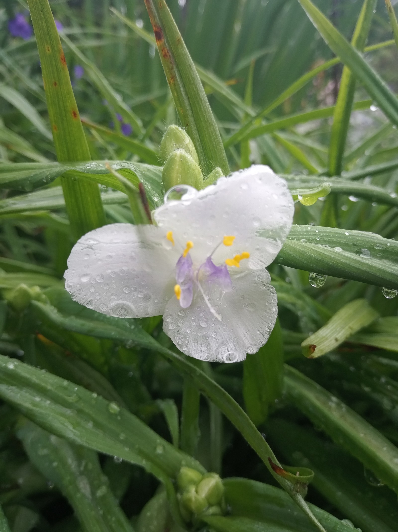 In the garden - My, Flowers, Garden, Longpost