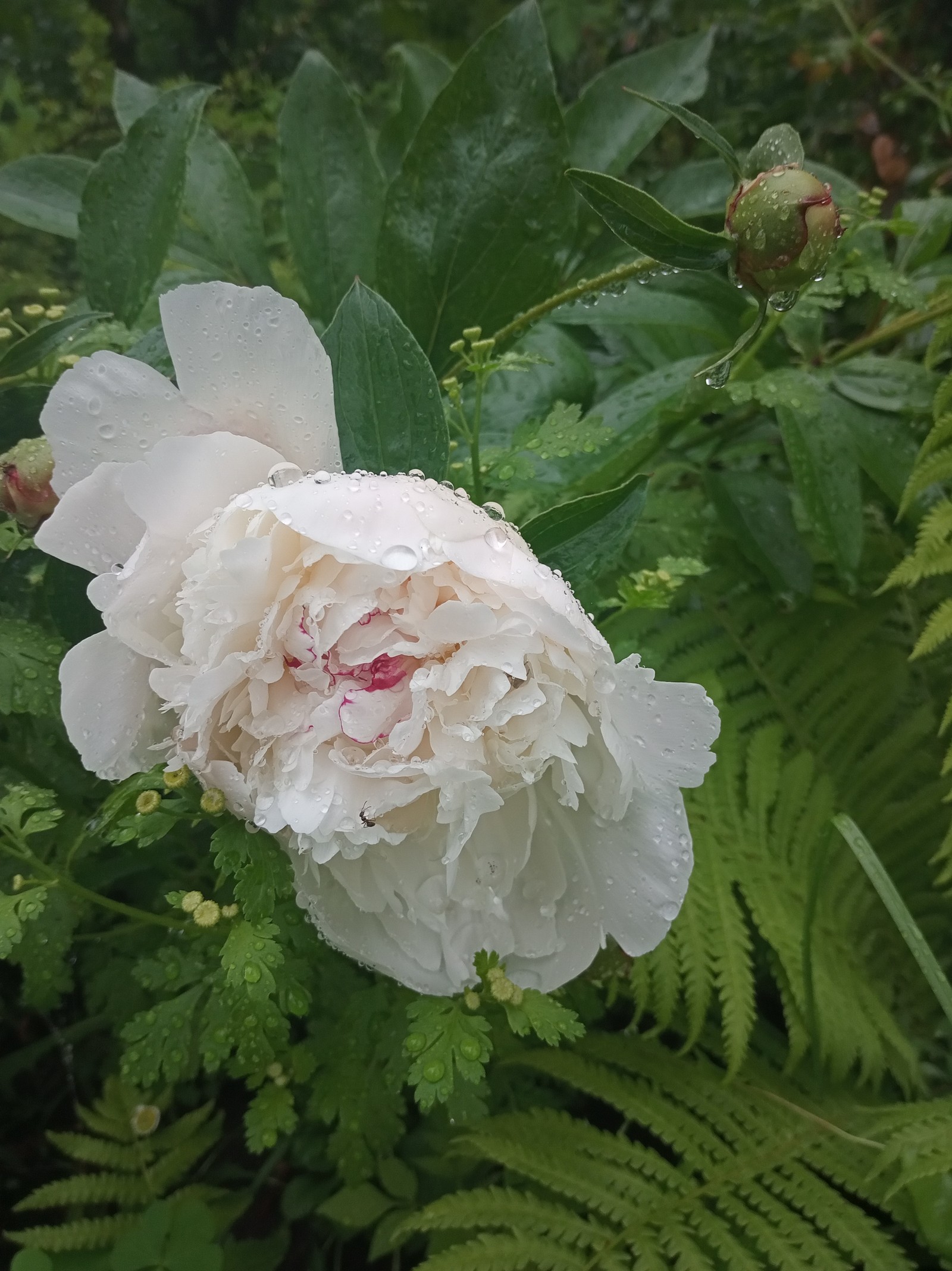 In the garden - My, Flowers, Garden, Longpost