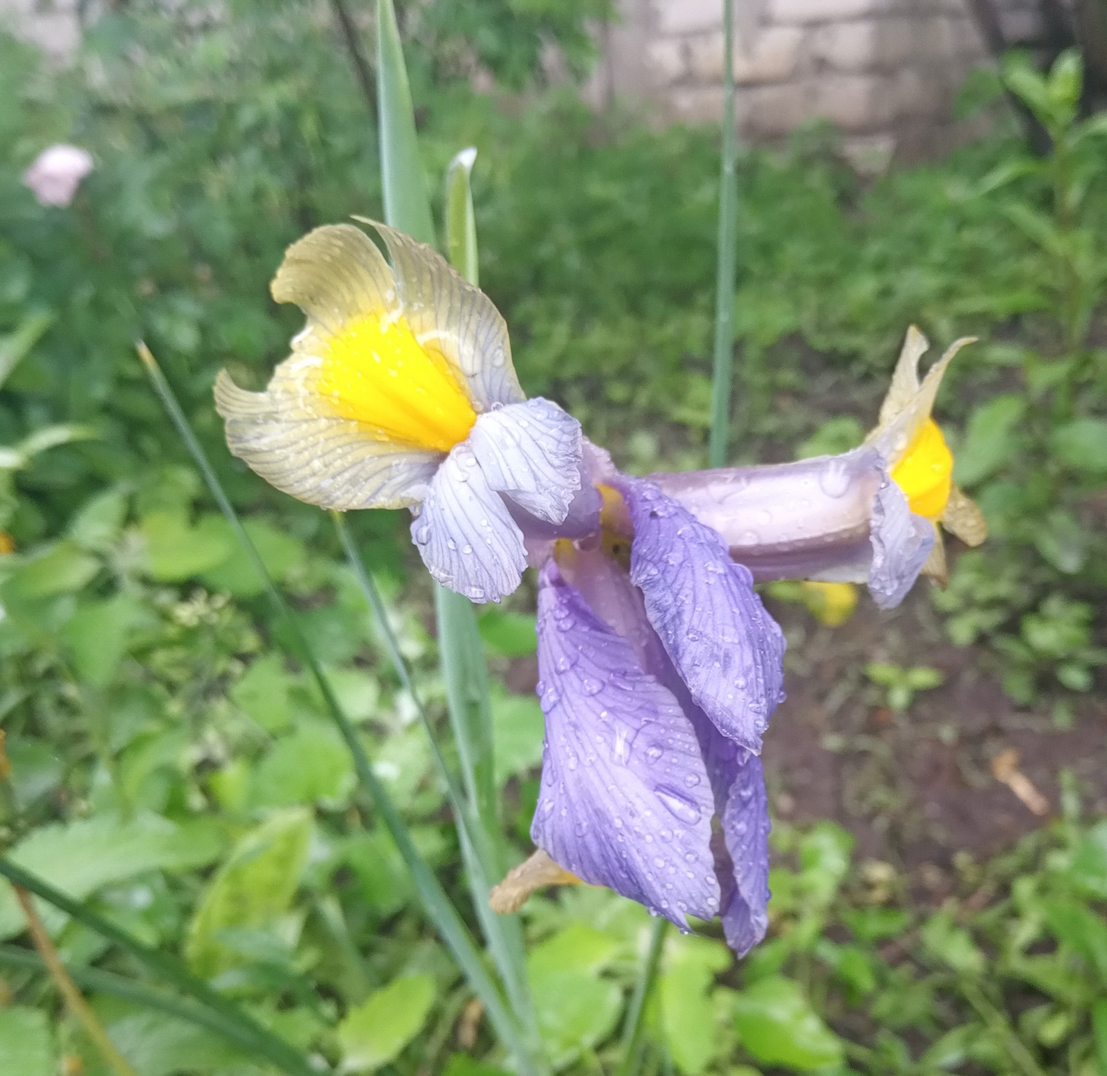 In the garden - My, Flowers, Garden, Longpost