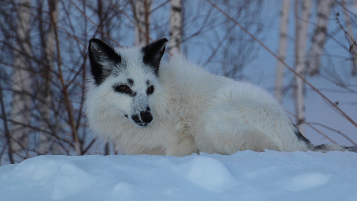 Search for domestication genes. - Fox, Genetics, Biology, , Domestication, Longpost, Domestic fox