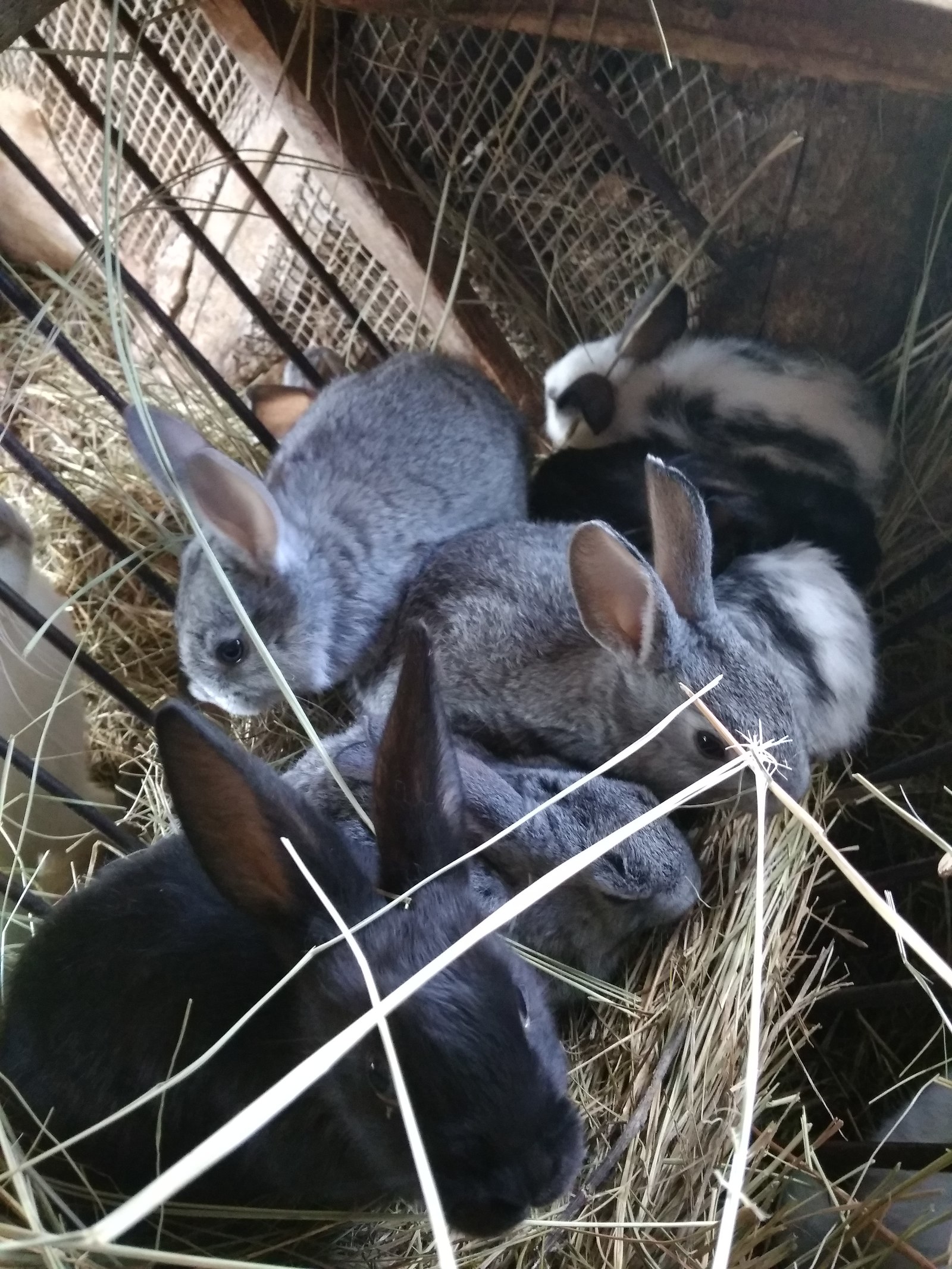 Bunnies - My, Pets, Longpost, Rabbit