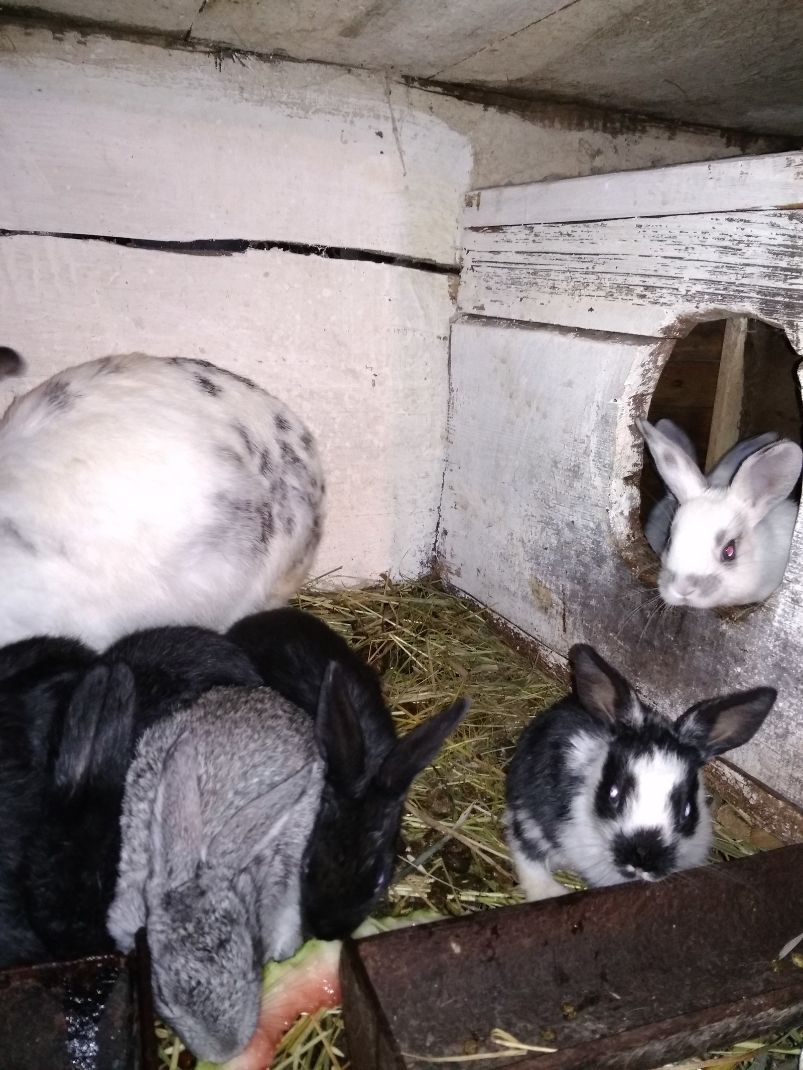 Bunnies - My, Pets, Longpost, Rabbit