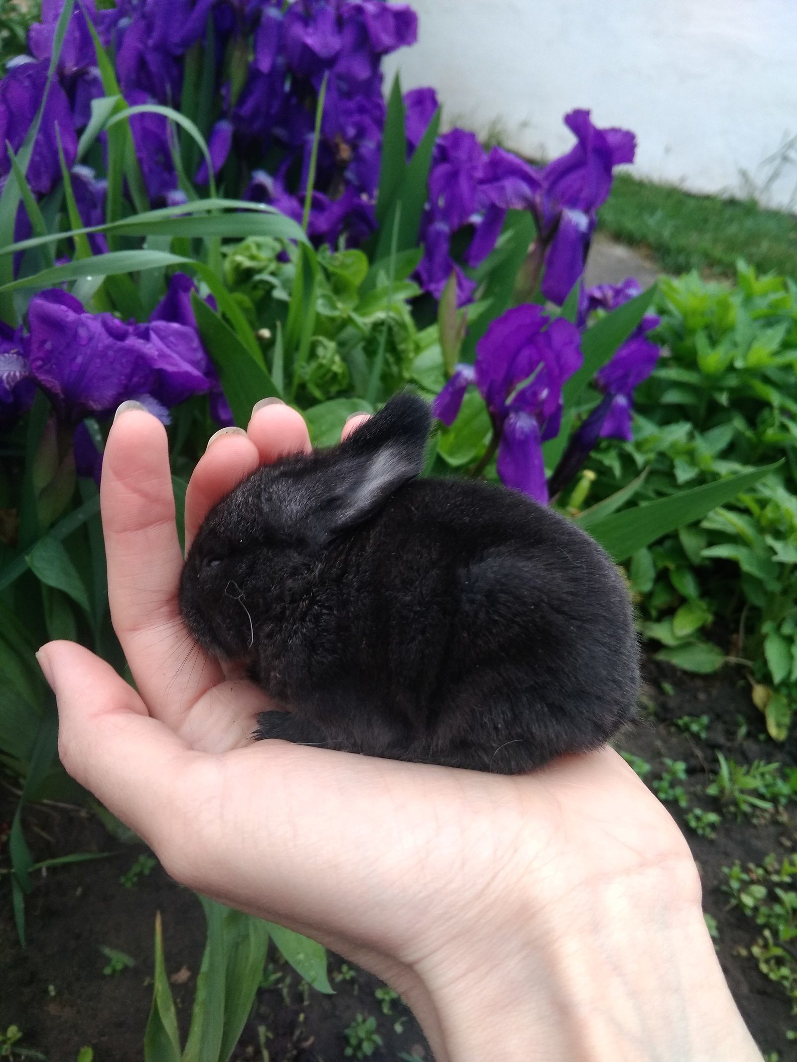 Bunnies - My, Pets, Longpost, Rabbit